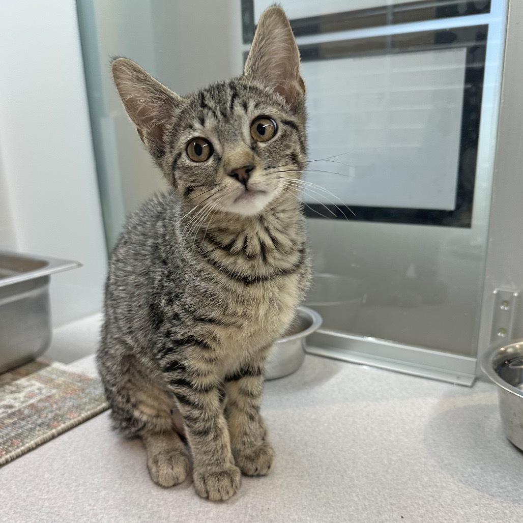 Twilight, an adoptable Domestic Short Hair in Hailey, ID, 83333 | Photo Image 4