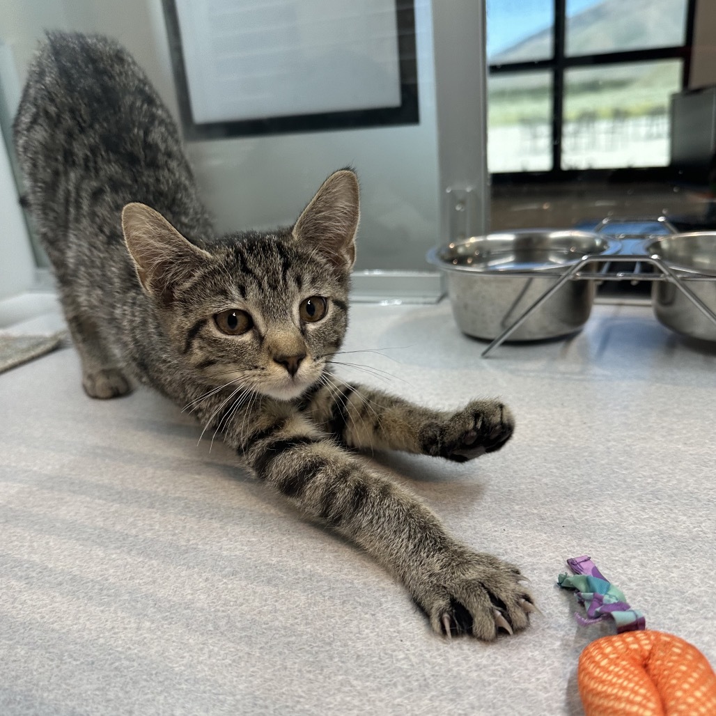 Twilight, an adoptable Domestic Short Hair in Hailey, ID, 83333 | Photo Image 6
