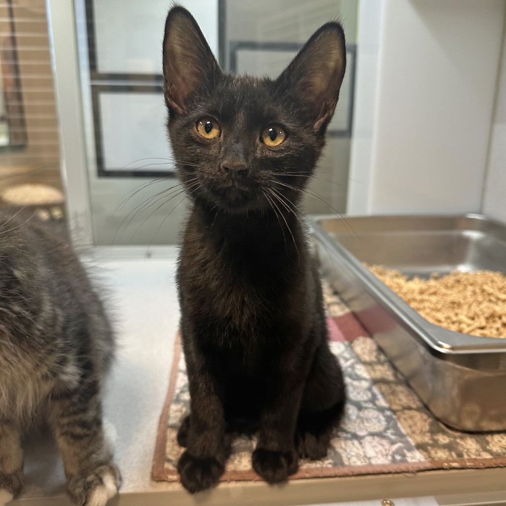 Sebastian, an adoptable Domestic Short Hair in Hailey, ID, 83333 | Photo Image 1