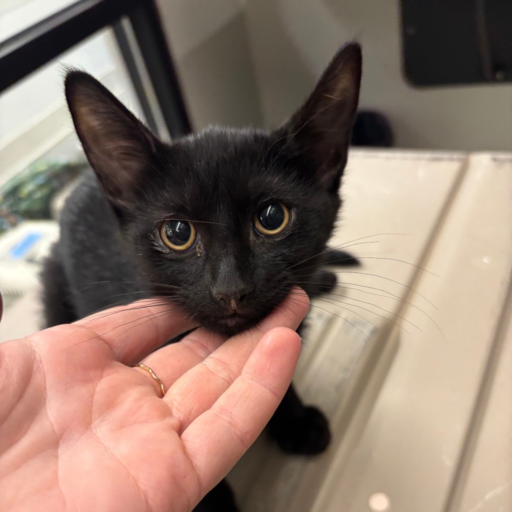 Sebastian, an adoptable Domestic Short Hair in Hailey, ID, 83333 | Photo Image 2