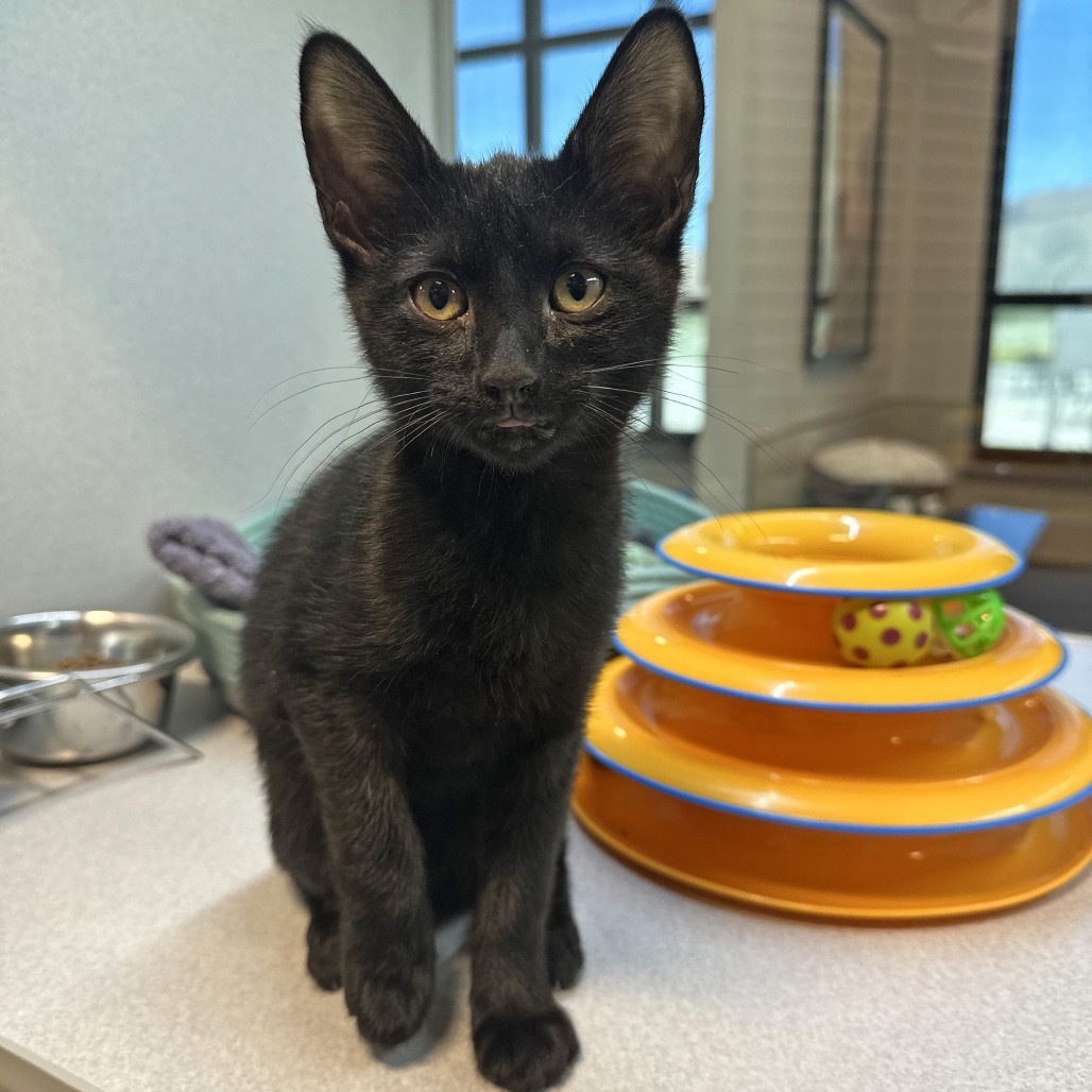 Sebastian, an adoptable Domestic Short Hair in Hailey, ID, 83333 | Photo Image 3