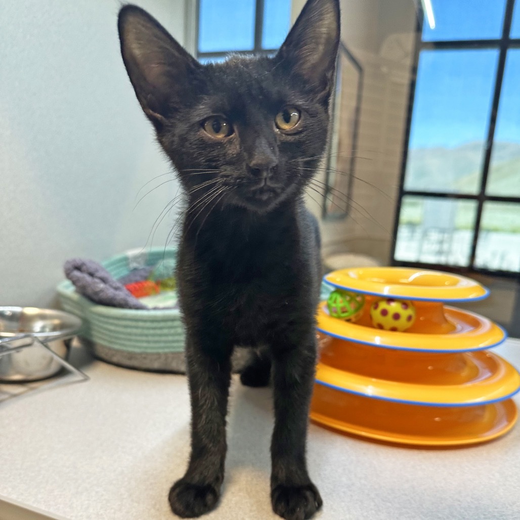 Sebastian, an adoptable Domestic Short Hair in Hailey, ID, 83333 | Photo Image 4