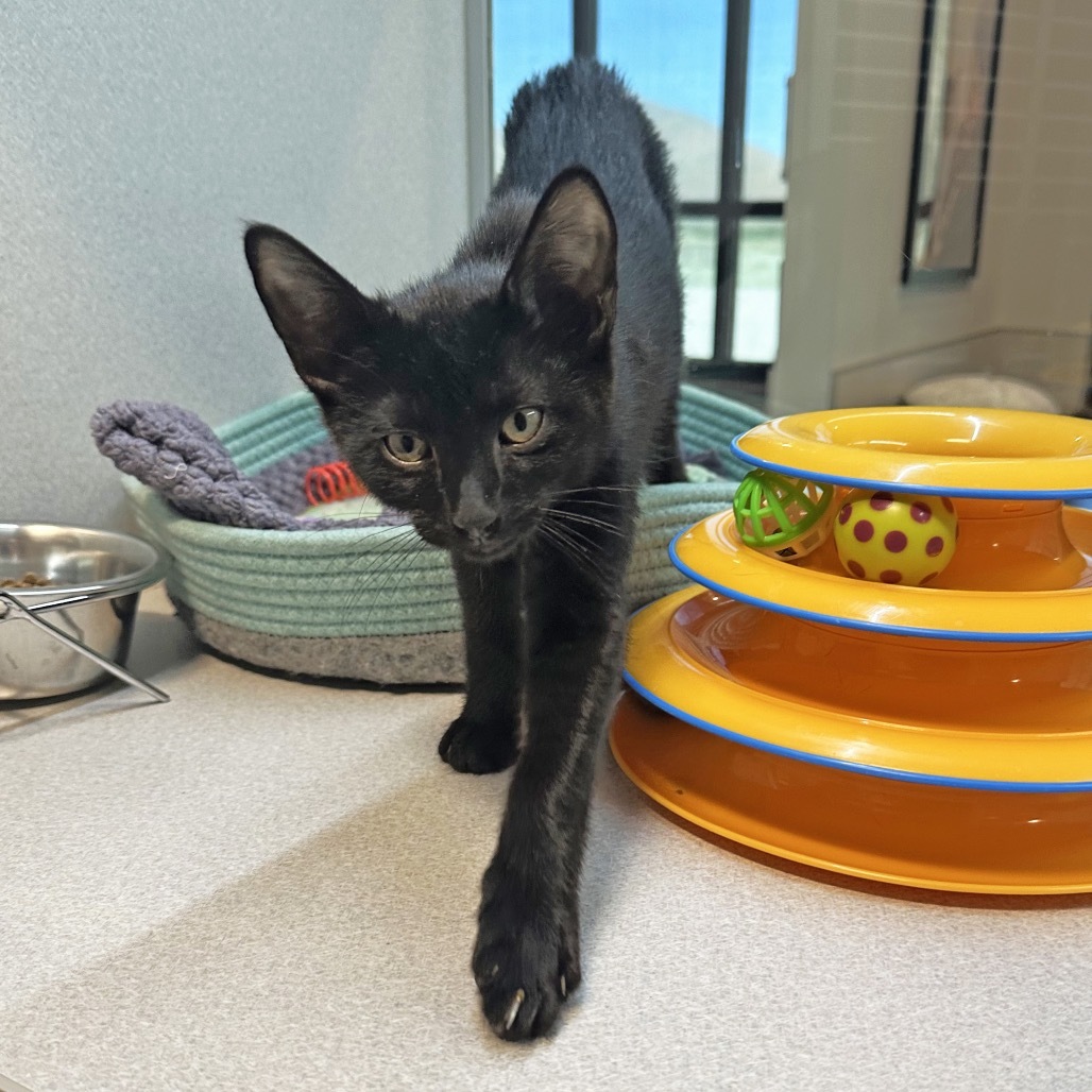 Sebastian, an adoptable Domestic Short Hair in Hailey, ID, 83333 | Photo Image 5