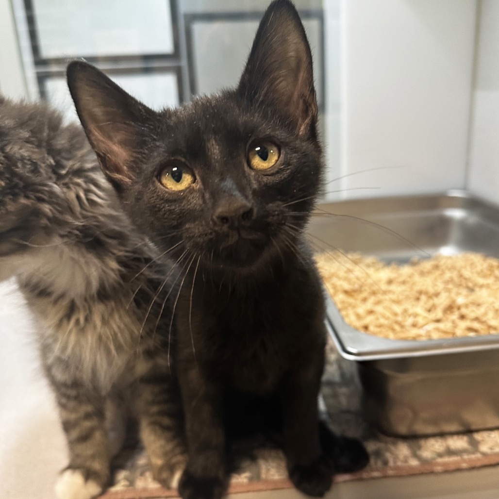 Sebastian, an adoptable Domestic Short Hair in Hailey, ID, 83333 | Photo Image 6