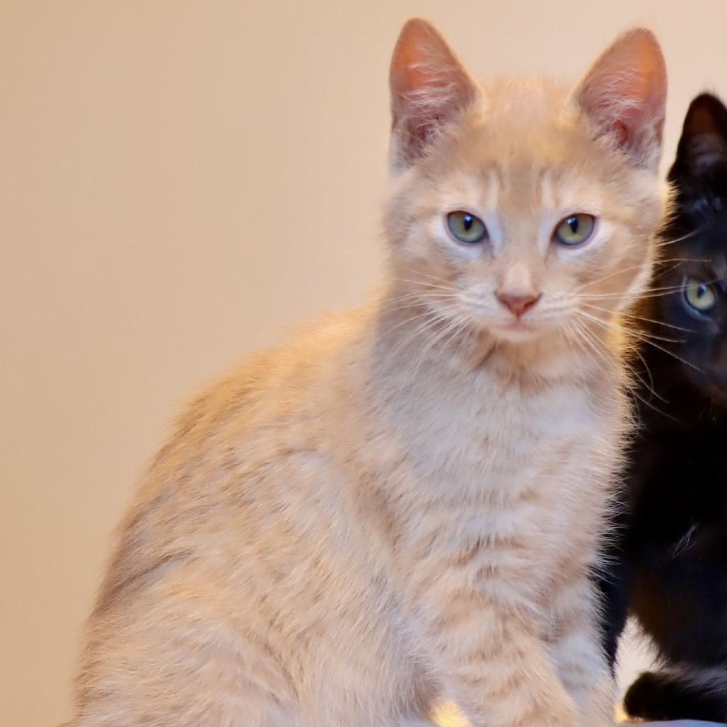 Cosmo, an adoptable Domestic Short Hair in Hailey, ID, 83333 | Photo Image 1