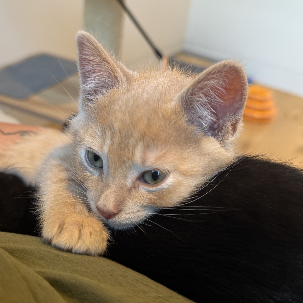 Cosmo, an adoptable Domestic Short Hair in Hailey, ID, 83333 | Photo Image 2