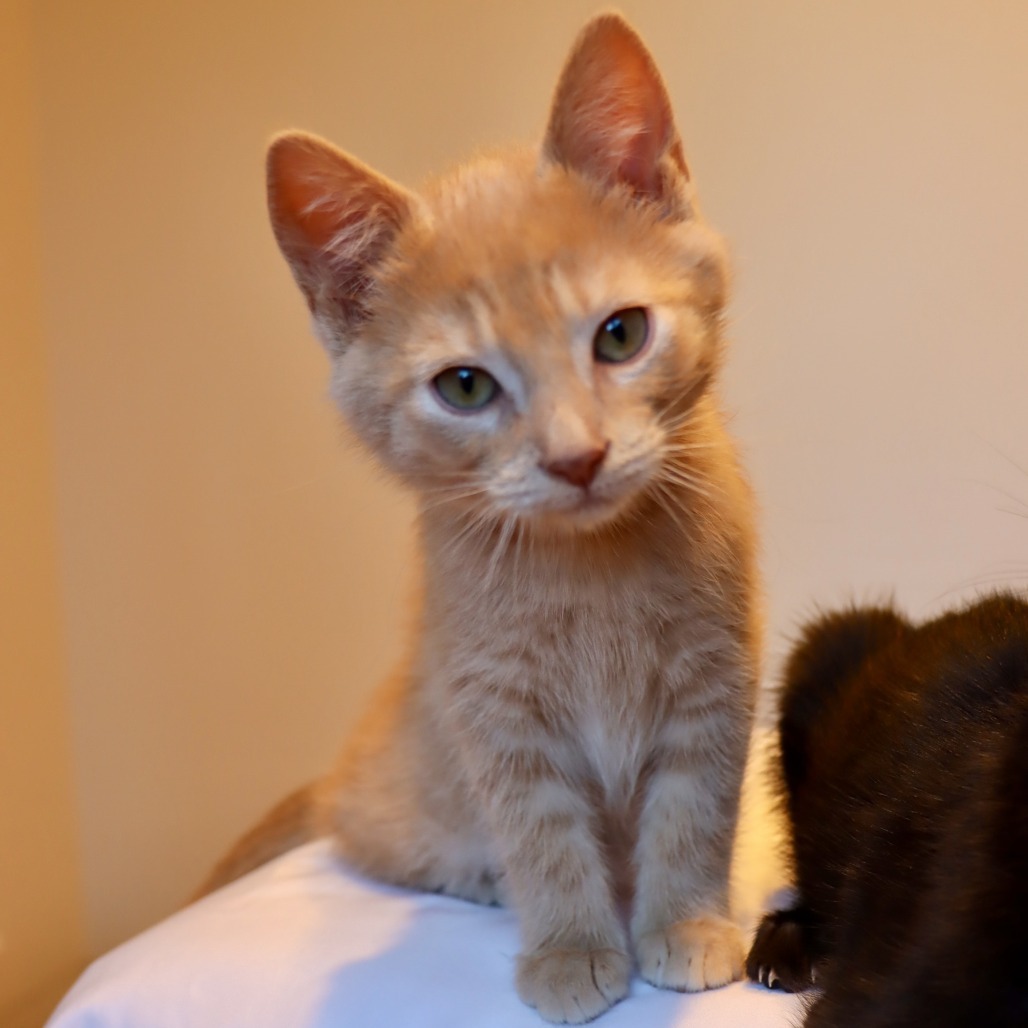 Cosmo, an adoptable Domestic Short Hair in Hailey, ID, 83333 | Photo Image 3