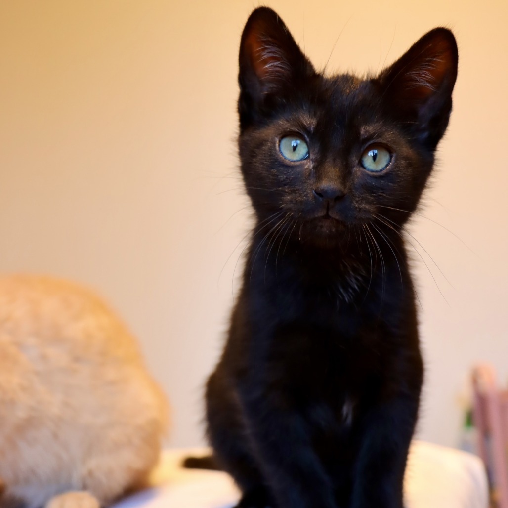 Moon, an adoptable Domestic Short Hair in Hailey, ID, 83333 | Photo Image 1