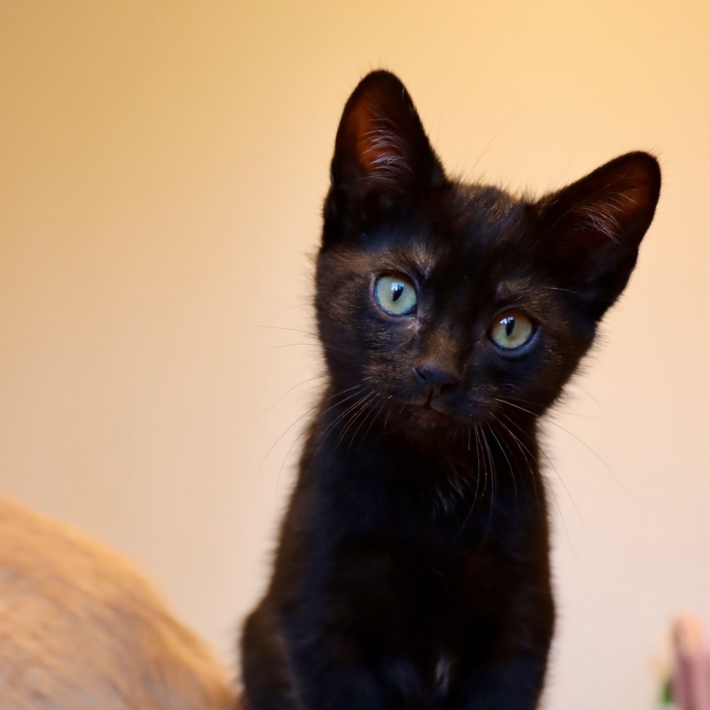 Moon, an adoptable Domestic Short Hair in Hailey, ID, 83333 | Photo Image 2