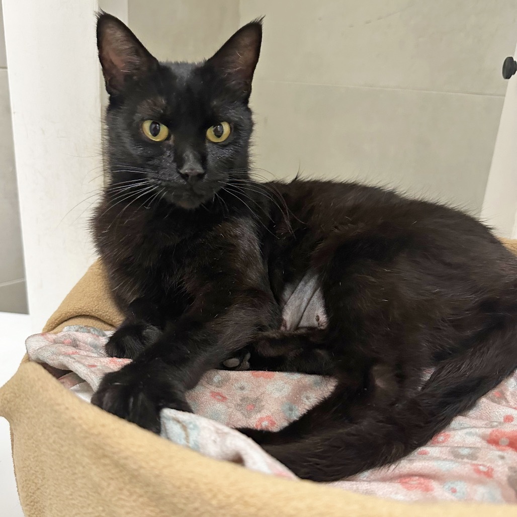 Tattoo, an adoptable Domestic Medium Hair in Hailey, ID, 83333 | Photo Image 1