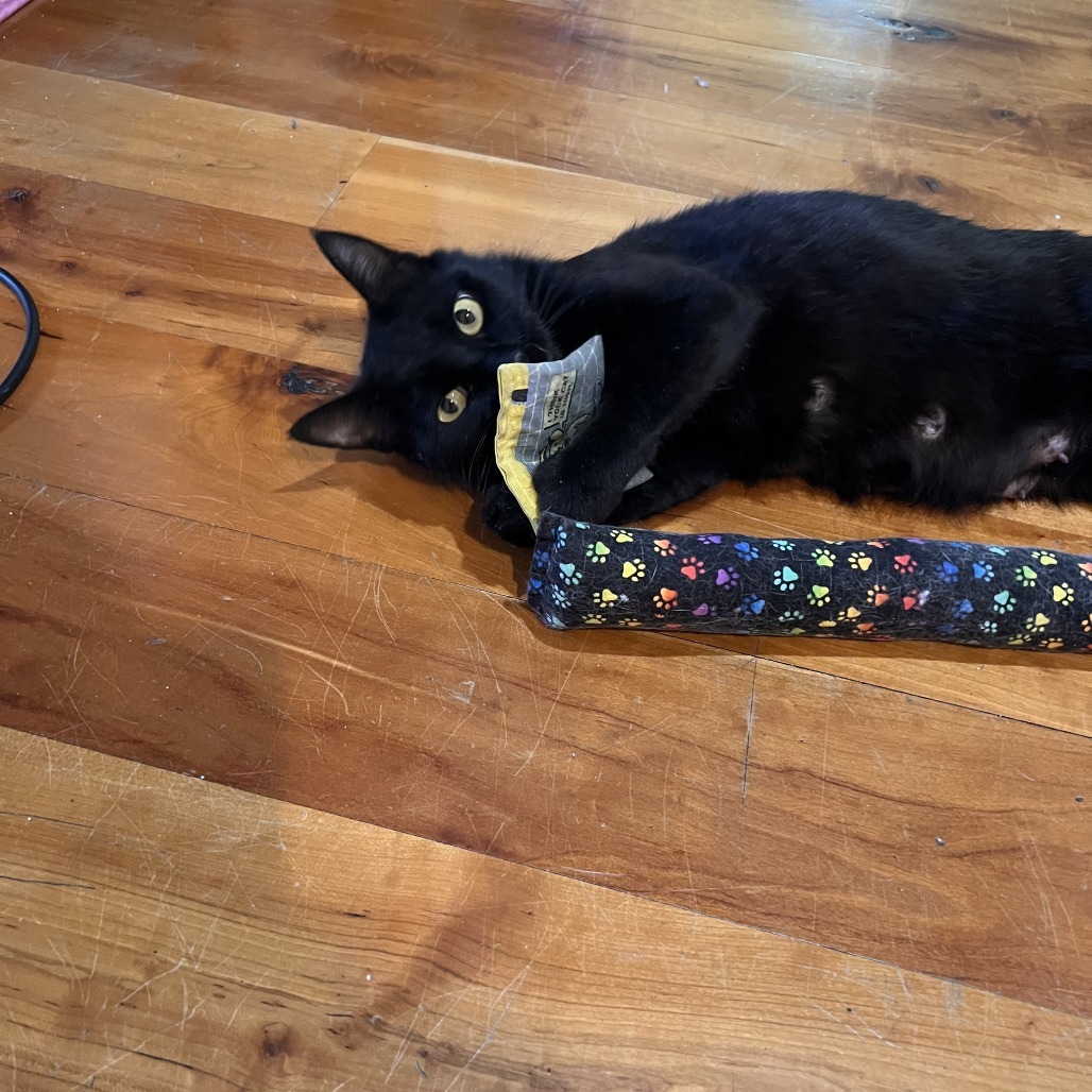Tattoo, an adoptable Domestic Medium Hair in Hailey, ID, 83333 | Photo Image 2
