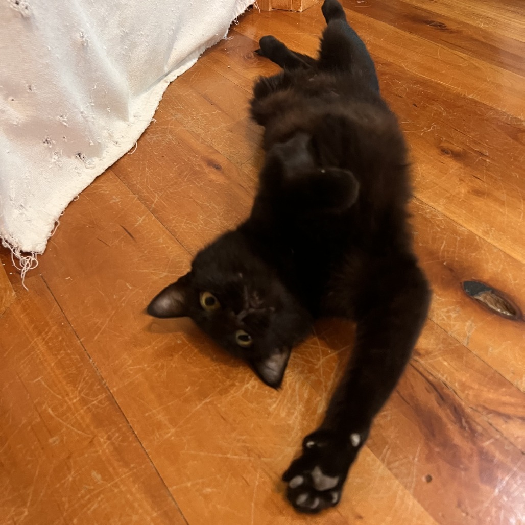 Tattoo, an adoptable Domestic Medium Hair in Hailey, ID, 83333 | Photo Image 3