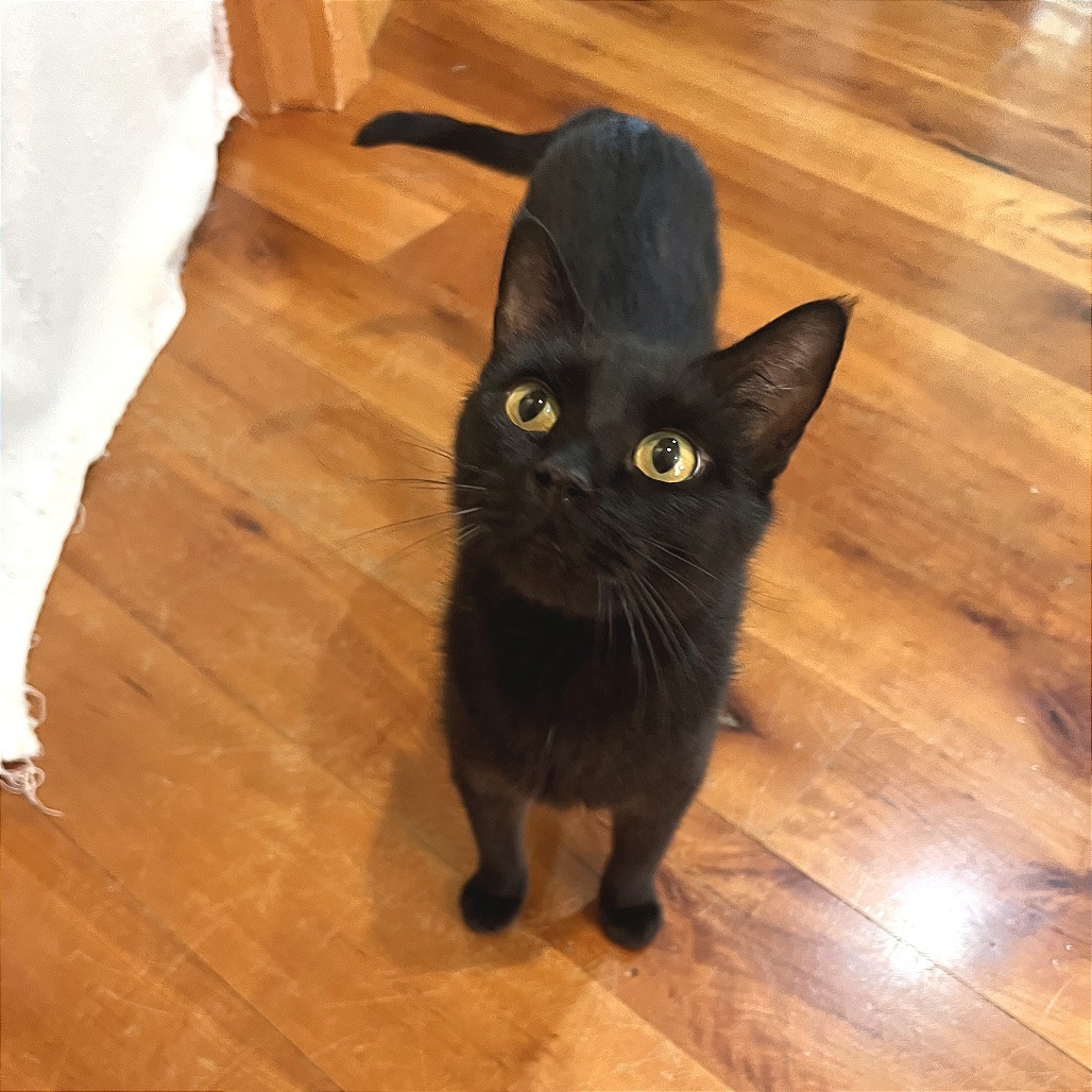 Tattoo, an adoptable Domestic Medium Hair in Hailey, ID, 83333 | Photo Image 4