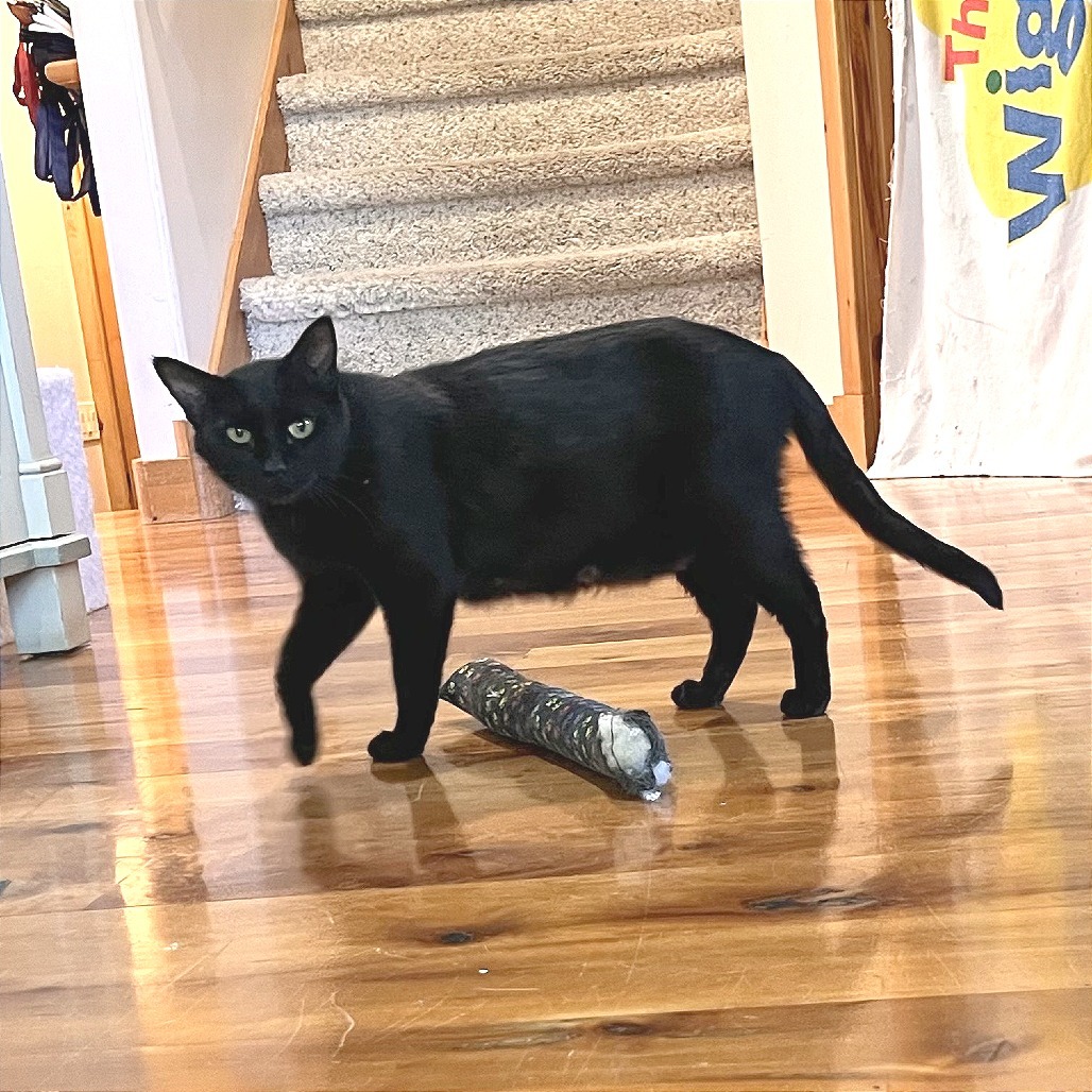 Tattoo, an adoptable Domestic Medium Hair in Hailey, ID, 83333 | Photo Image 5