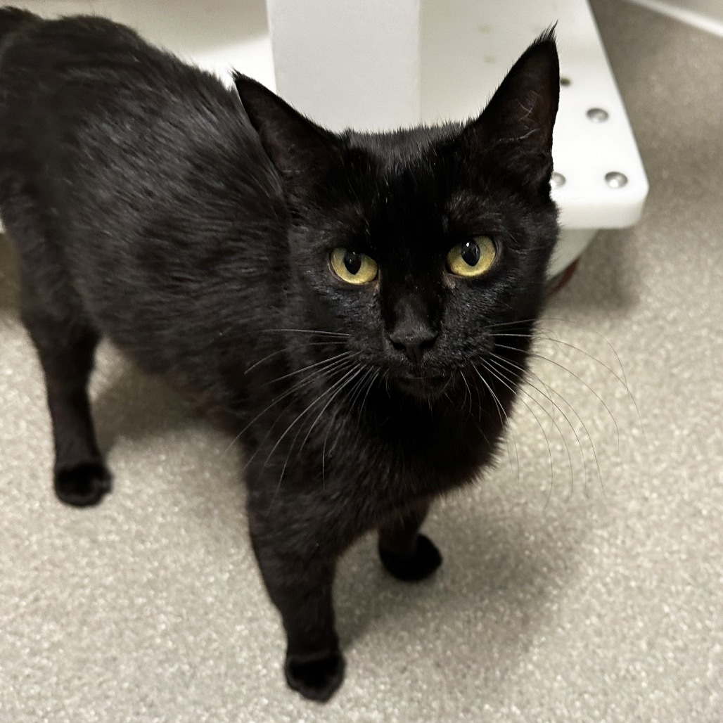 Tattoo, an adoptable Domestic Medium Hair in Hailey, ID, 83333 | Photo Image 6