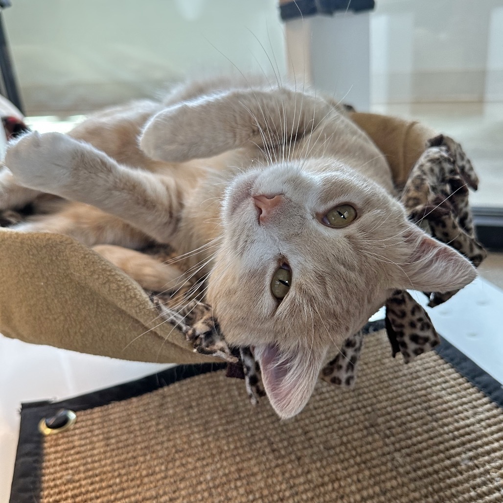 Charming, an adoptable Domestic Short Hair in Hailey, ID, 83333 | Photo Image 1