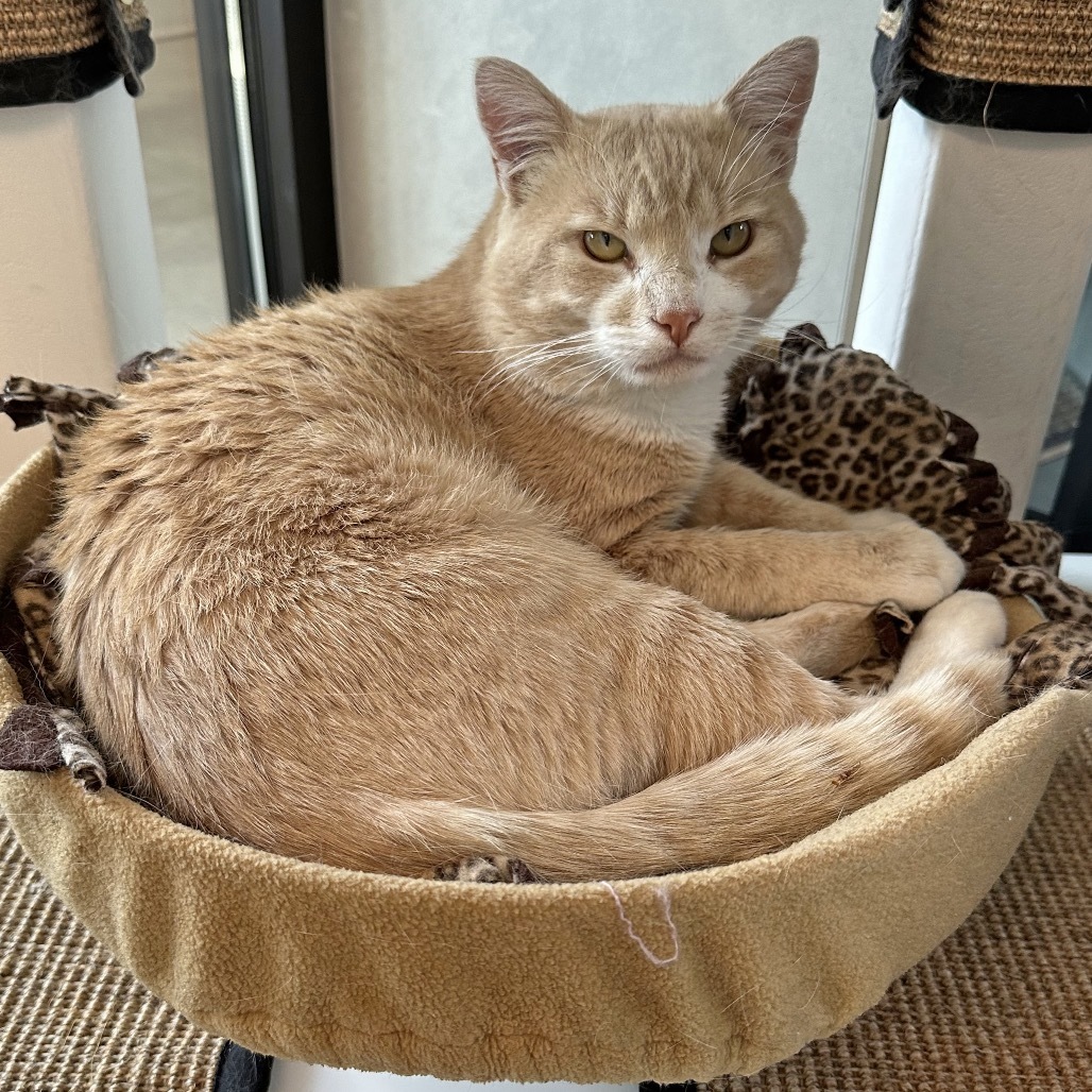 Charming, an adoptable Domestic Short Hair in Hailey, ID, 83333 | Photo Image 2