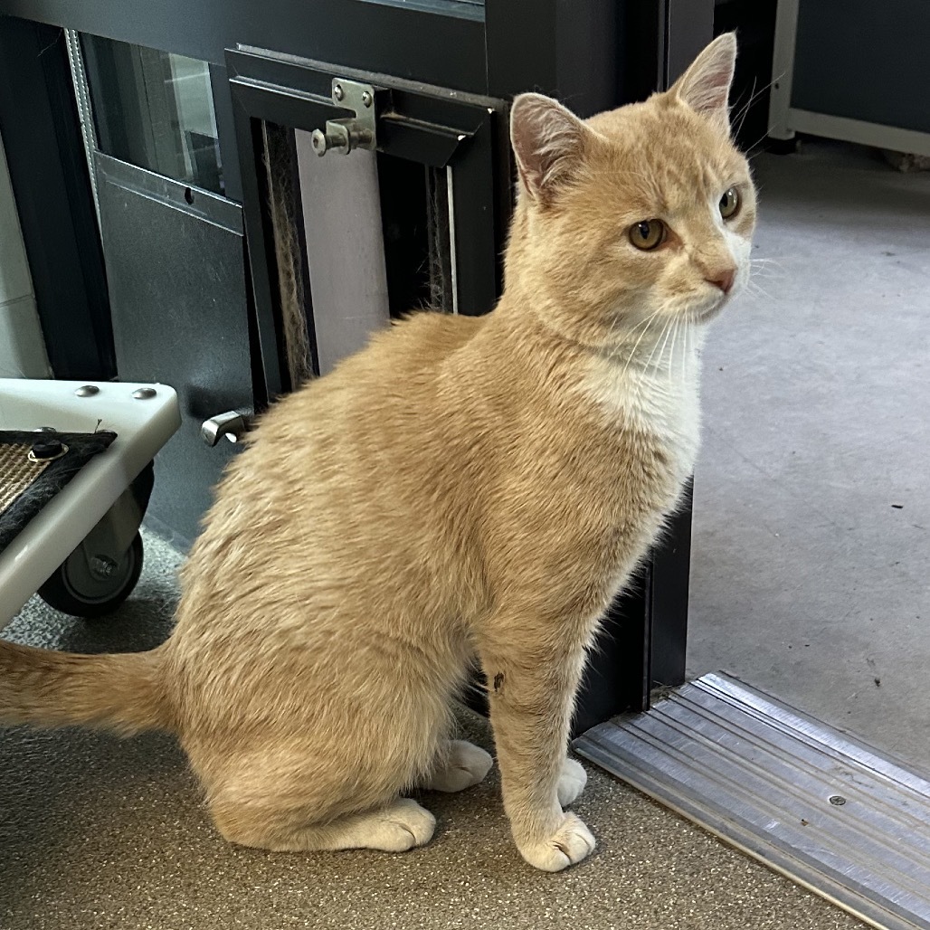 Charming, an adoptable Domestic Short Hair in Hailey, ID, 83333 | Photo Image 3