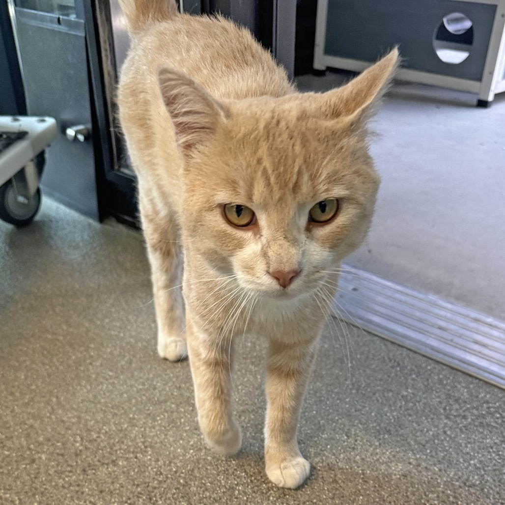 Charming, an adoptable Domestic Short Hair in Hailey, ID, 83333 | Photo Image 4