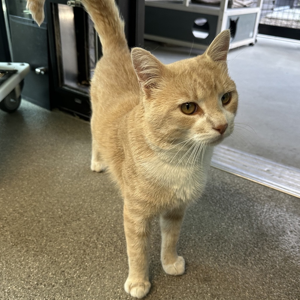 Charming, an adoptable Domestic Short Hair in Hailey, ID, 83333 | Photo Image 5