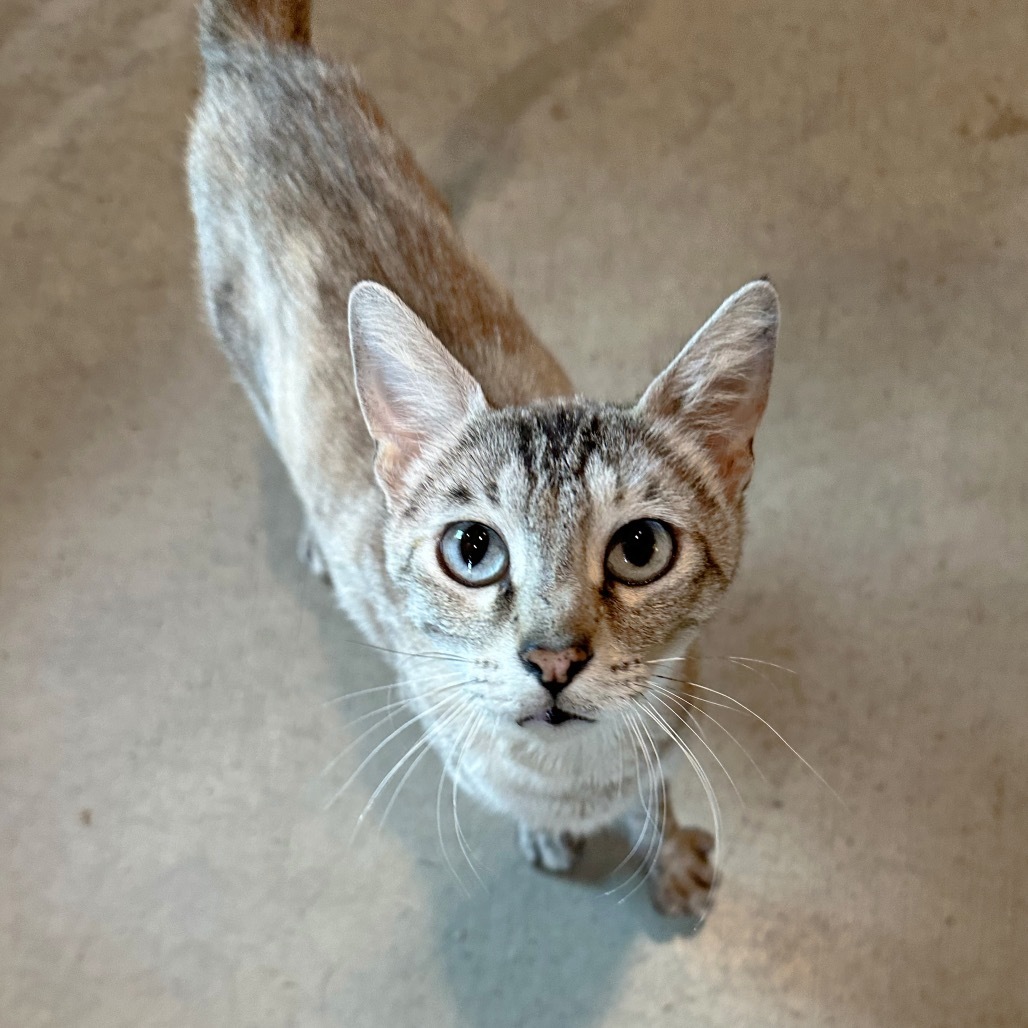 Starla, an adoptable American Shorthair in Hailey, ID, 83333 | Photo Image 1