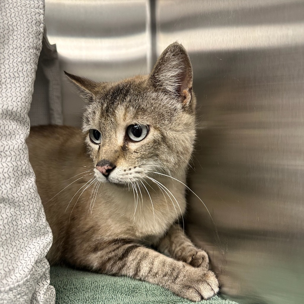 Starla, an adoptable American Shorthair in Hailey, ID, 83333 | Photo Image 2