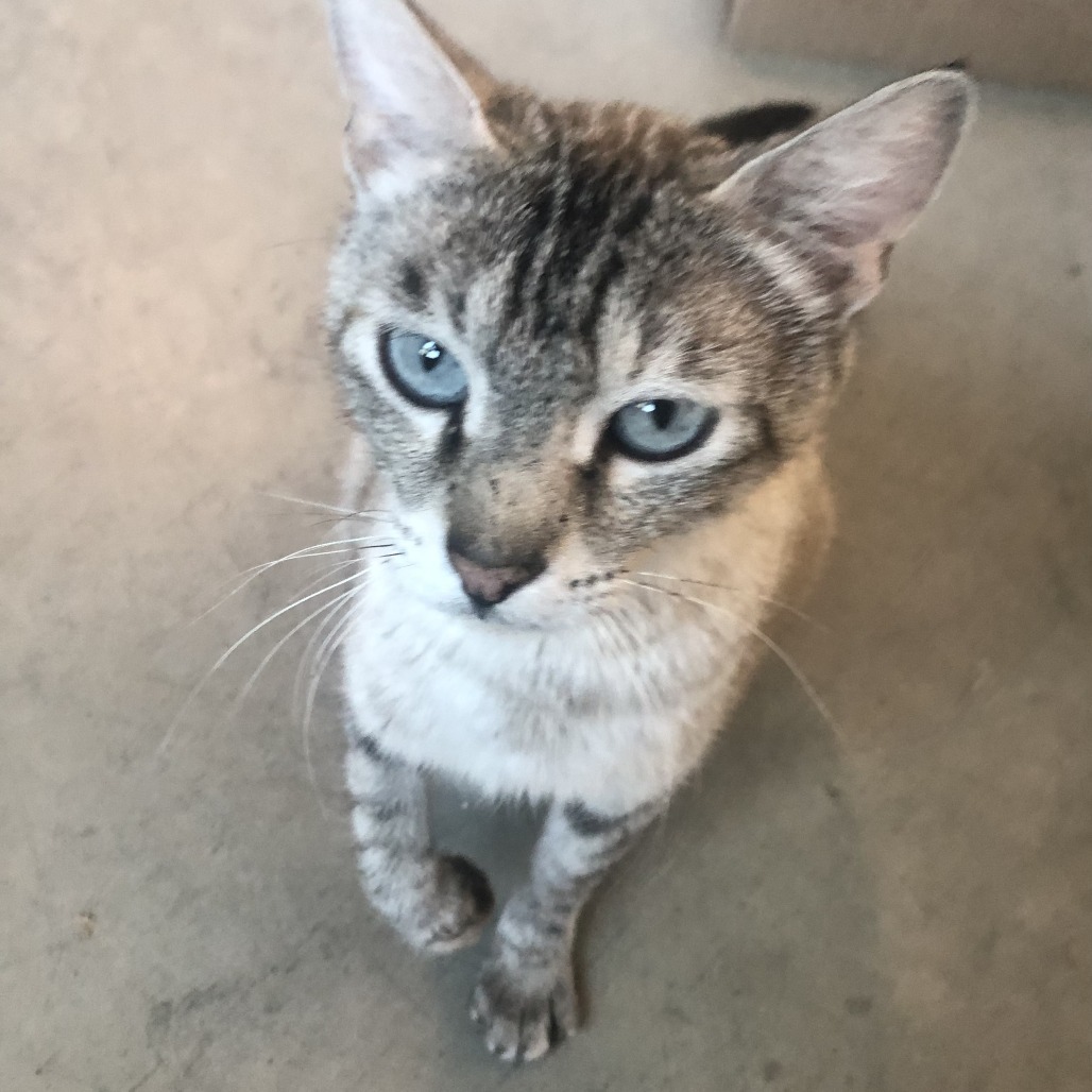 Starla, an adoptable American Shorthair in Hailey, ID, 83333 | Photo Image 3
