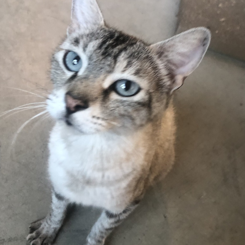 Starla, an adoptable American Shorthair in Hailey, ID, 83333 | Photo Image 4