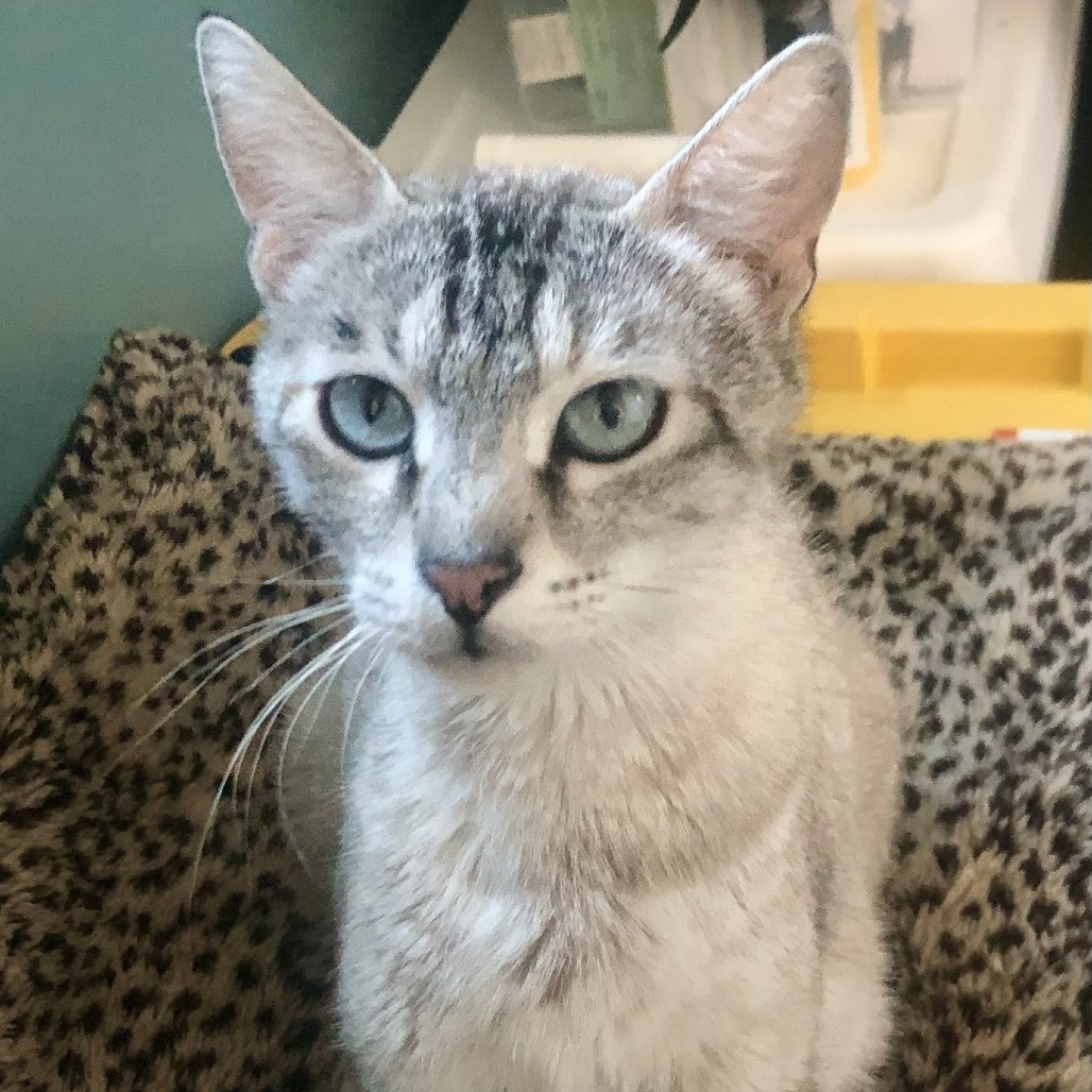 Starla, an adoptable American Shorthair in Hailey, ID, 83333 | Photo Image 5