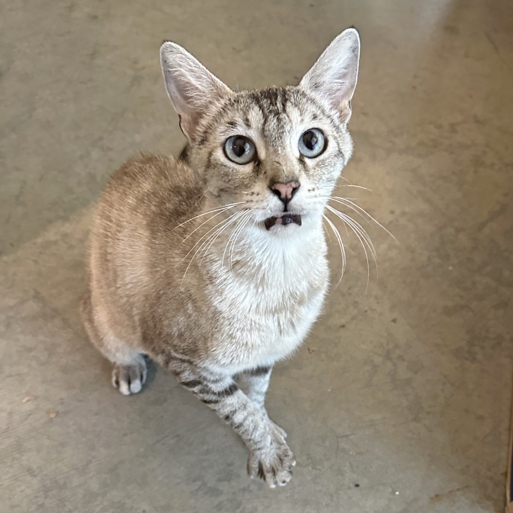 Starla, an adoptable American Shorthair in Hailey, ID, 83333 | Photo Image 6