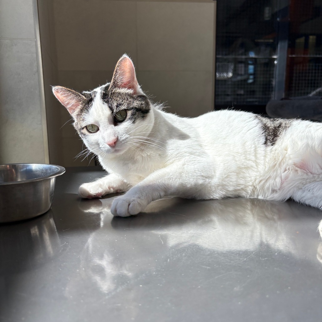 Tina, an adoptable Domestic Short Hair in Hailey, ID, 83333 | Photo Image 1