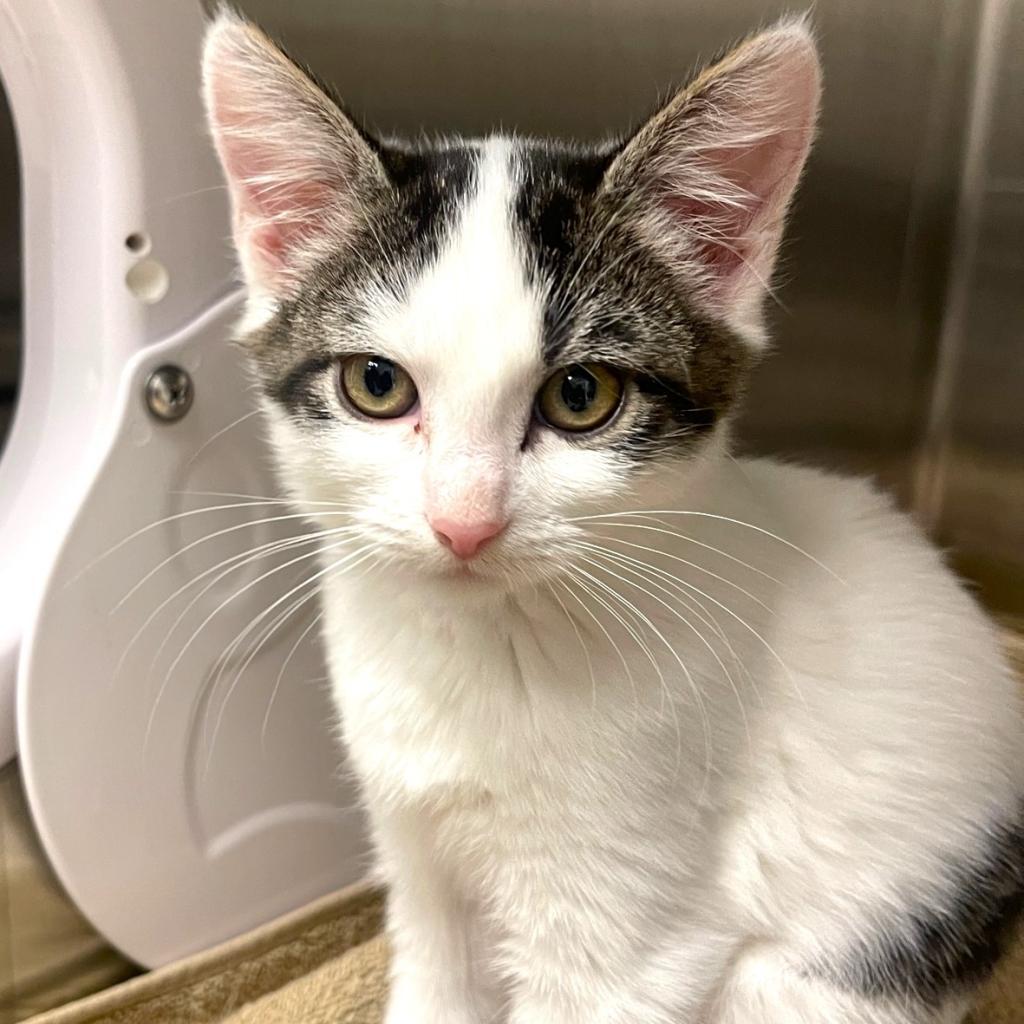 Tina, an adoptable Domestic Short Hair in Hailey, ID, 83333 | Photo Image 2