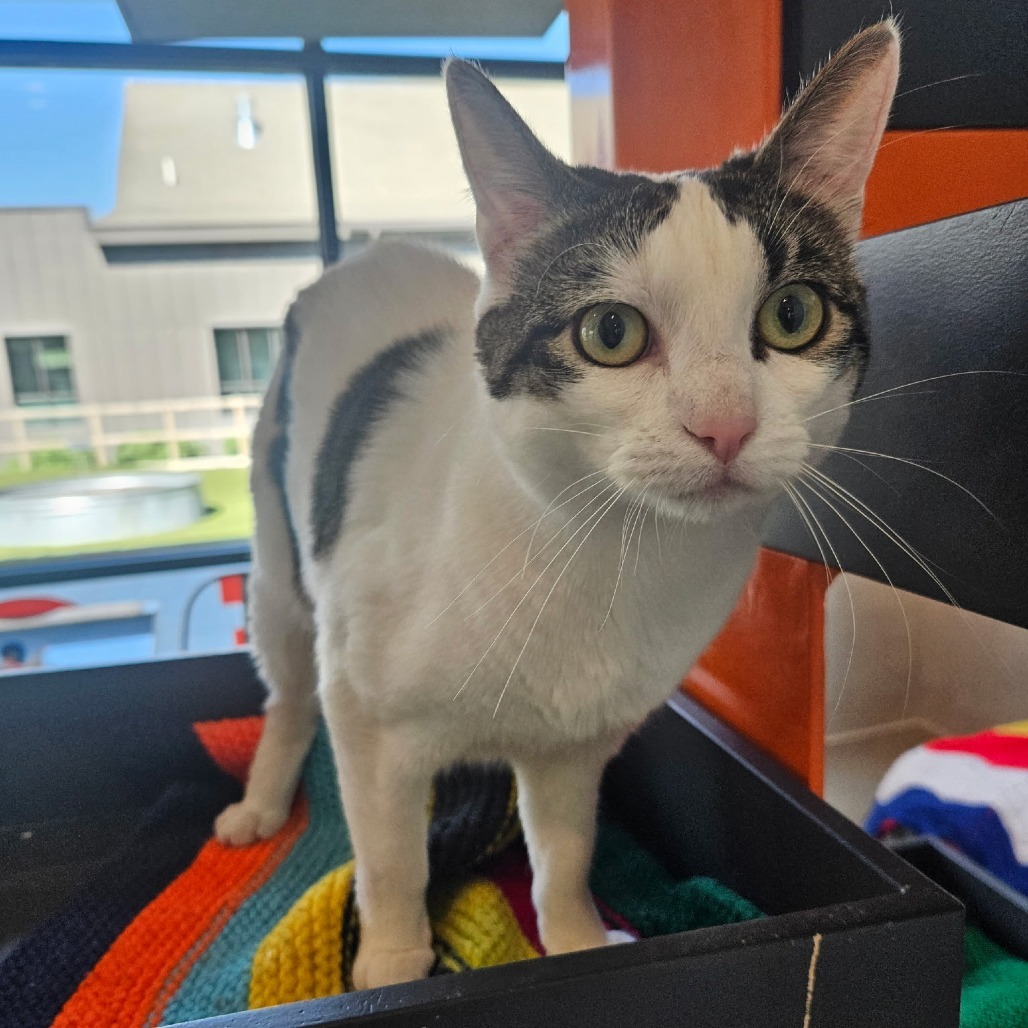 Tina, an adoptable Domestic Short Hair in Hailey, ID, 83333 | Photo Image 2