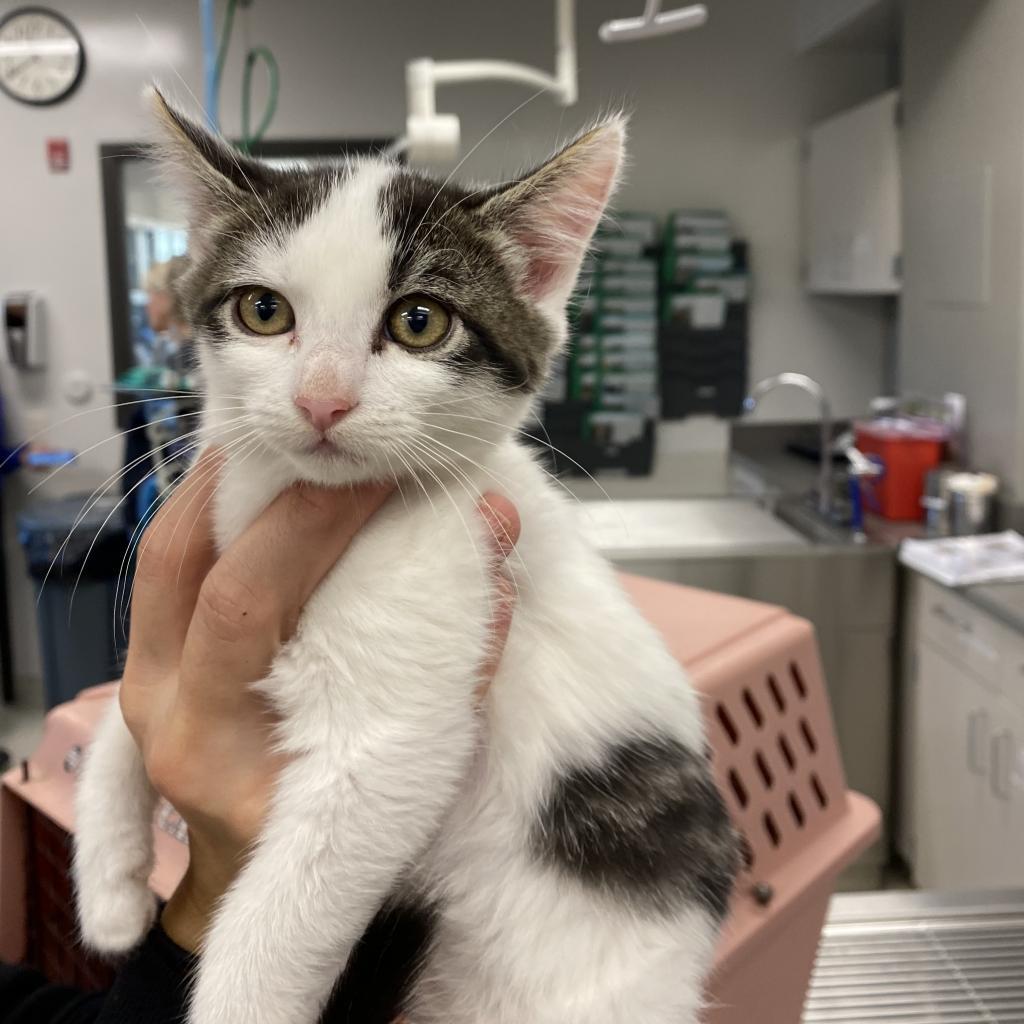 Tina, an adoptable Domestic Short Hair in Hailey, ID, 83333 | Photo Image 3