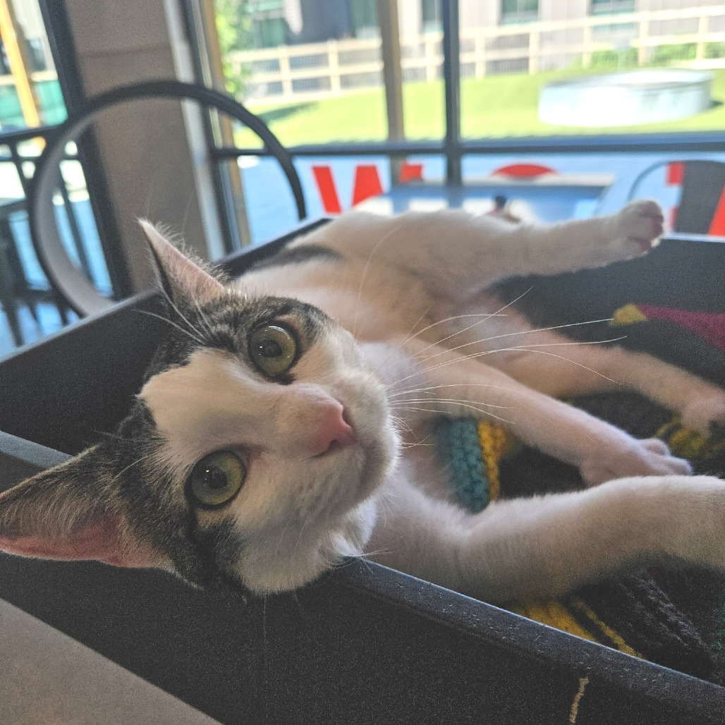 Tina, an adoptable Domestic Short Hair in Hailey, ID, 83333 | Photo Image 3