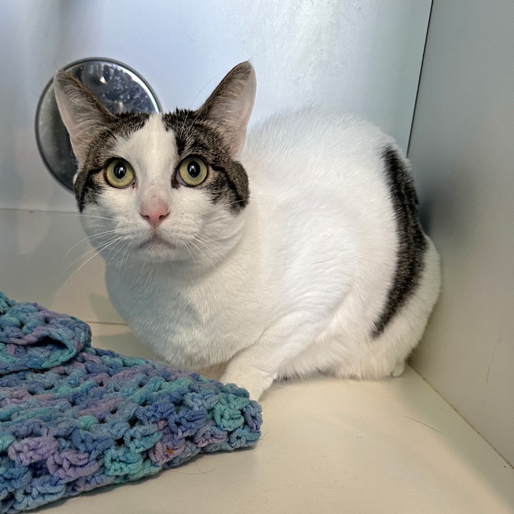 Tina, an adoptable Domestic Short Hair in Hailey, ID, 83333 | Photo Image 4