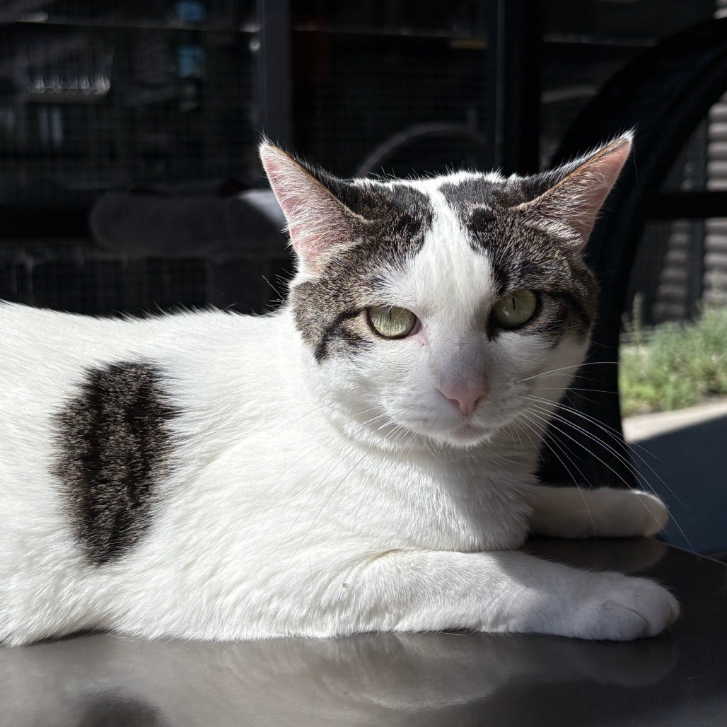 Tina, an adoptable Domestic Short Hair in Hailey, ID, 83333 | Photo Image 4