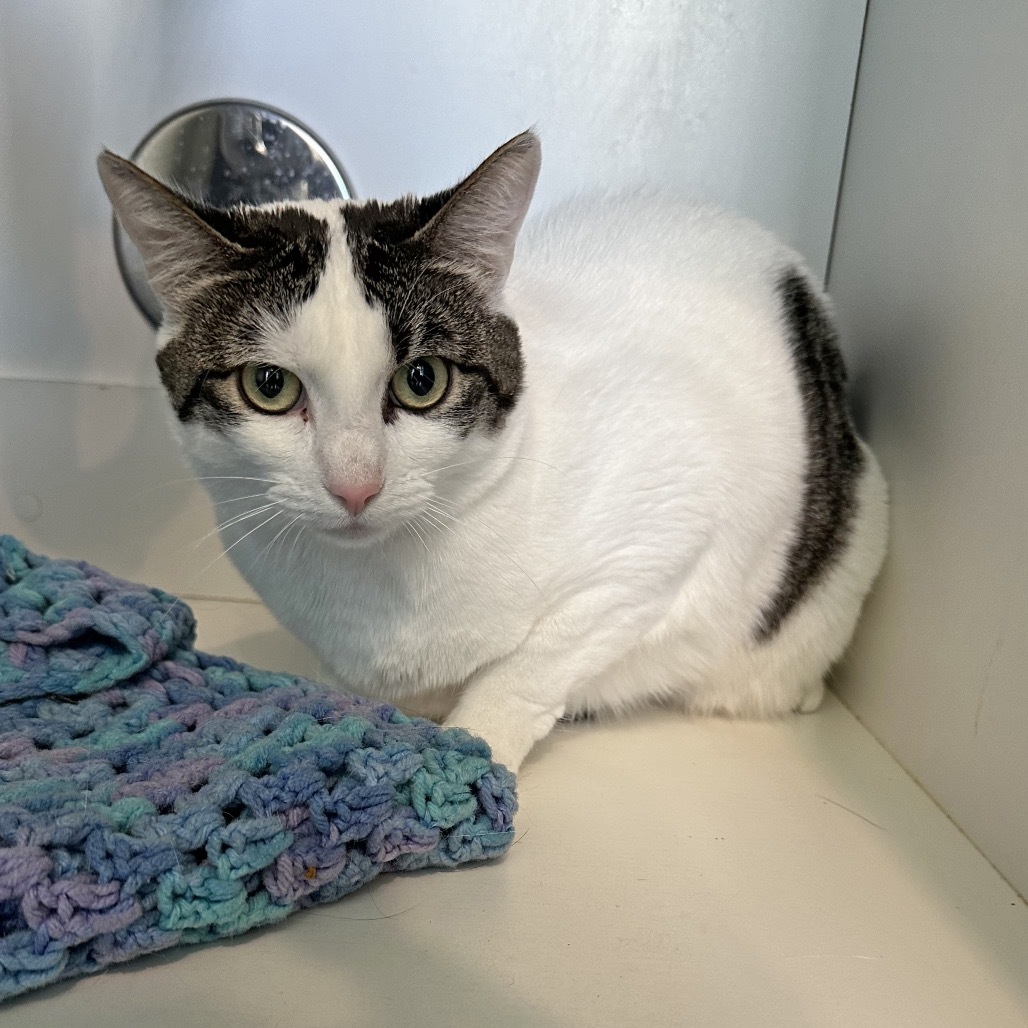 Tina, an adoptable Domestic Short Hair in Hailey, ID, 83333 | Photo Image 5
