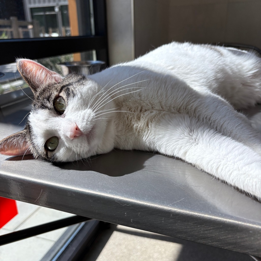 Tina, an adoptable Domestic Short Hair in Hailey, ID, 83333 | Photo Image 5