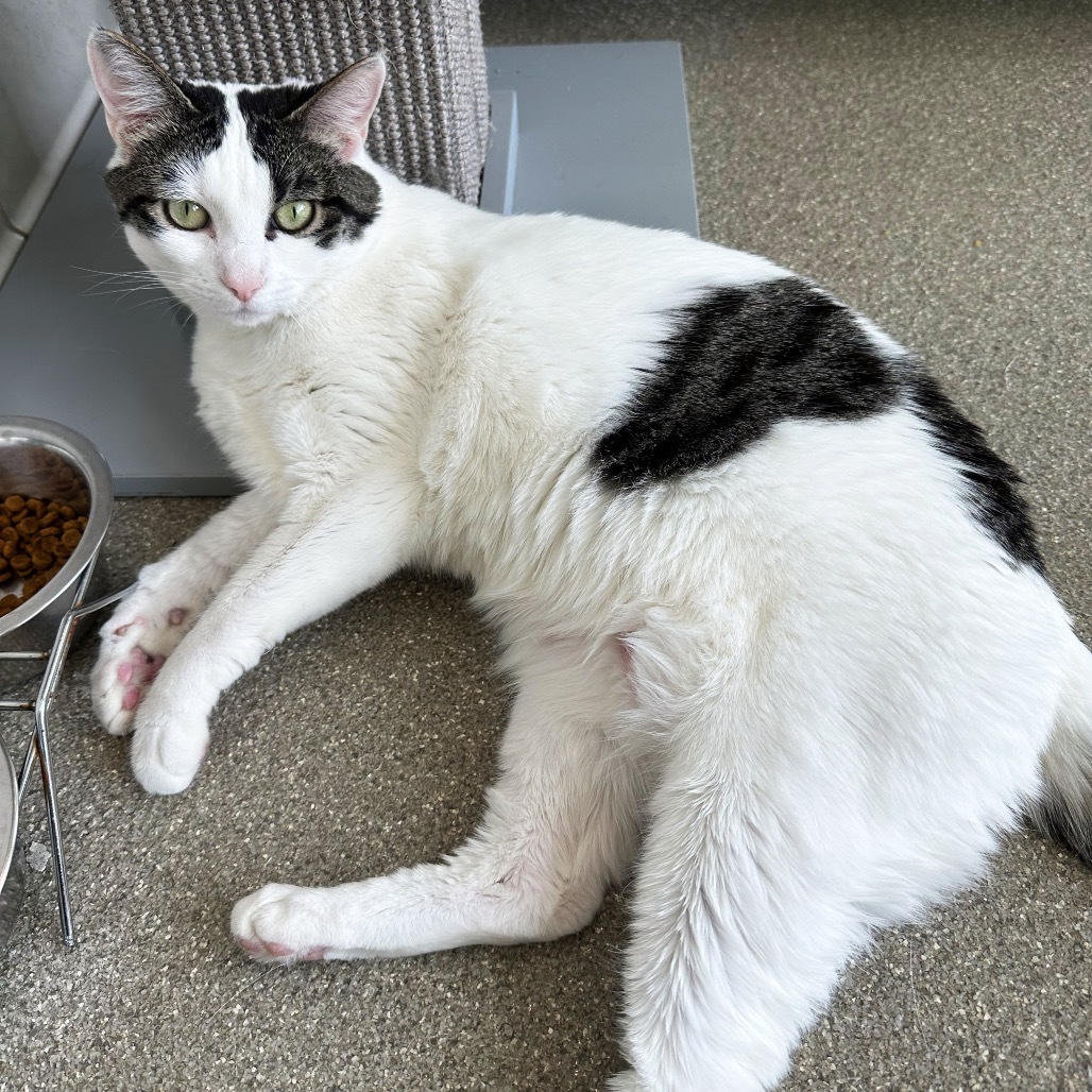 Tina, an adoptable Domestic Short Hair in Hailey, ID, 83333 | Photo Image 6