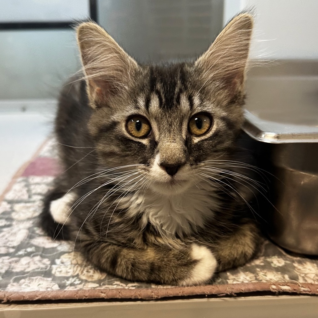Roo, an adoptable Domestic Long Hair in Hailey, ID, 83333 | Photo Image 1