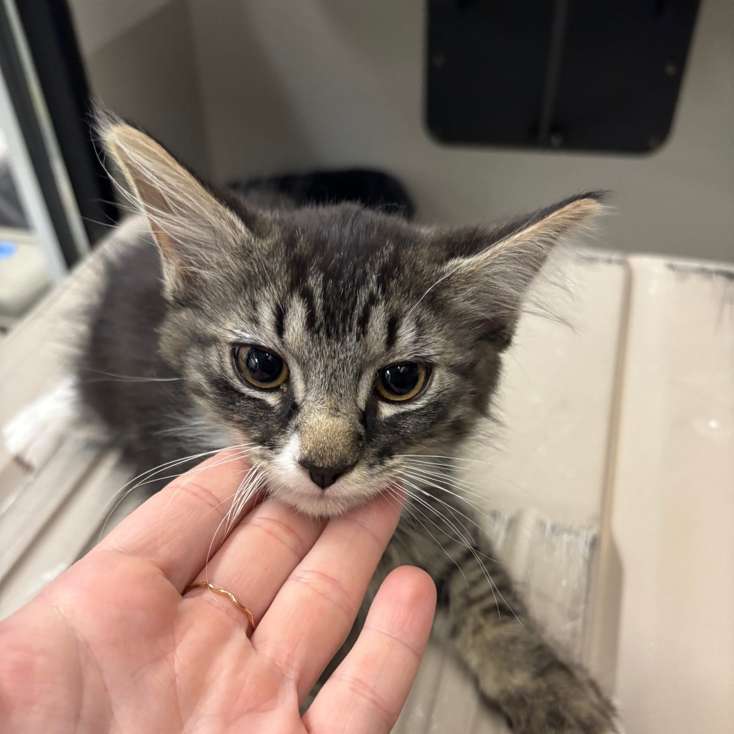 Roo, an adoptable Domestic Long Hair in Hailey, ID, 83333 | Photo Image 2