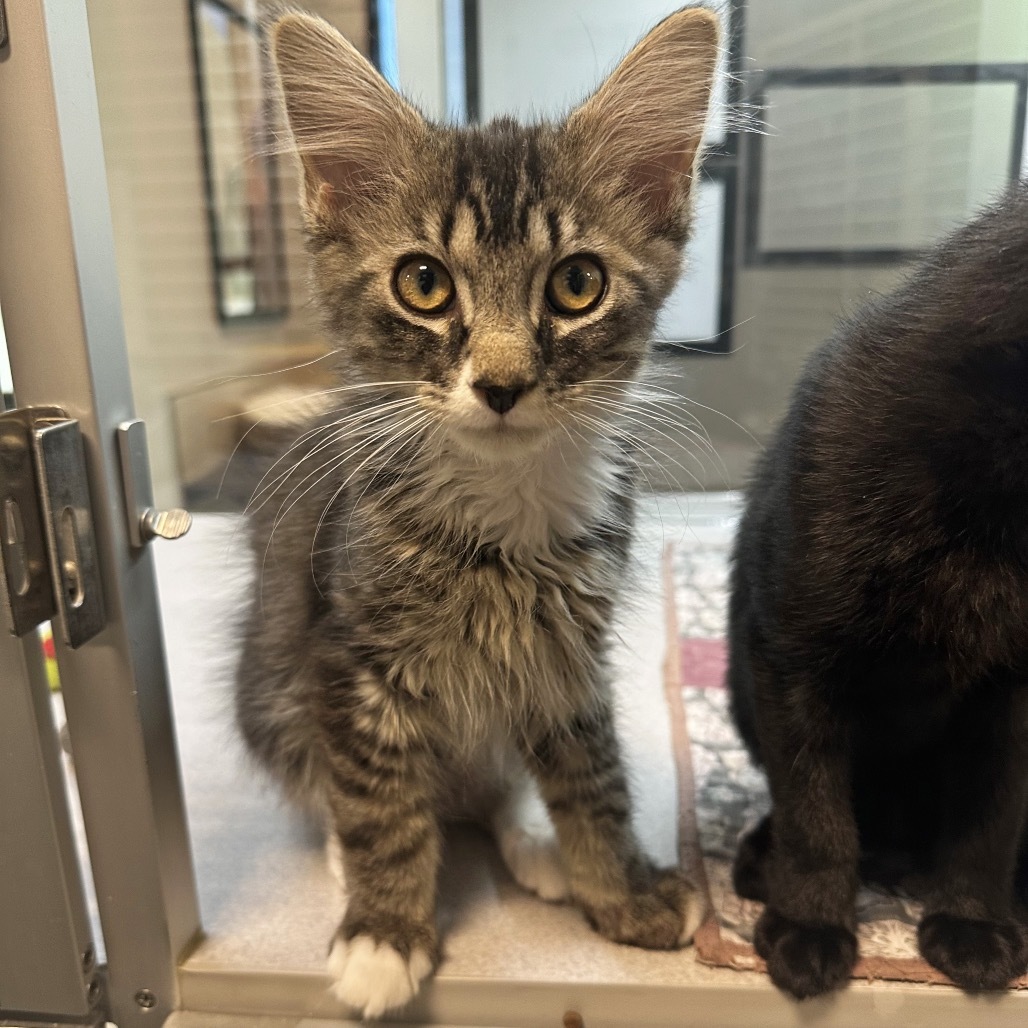Roo, an adoptable Domestic Long Hair in Hailey, ID, 83333 | Photo Image 3