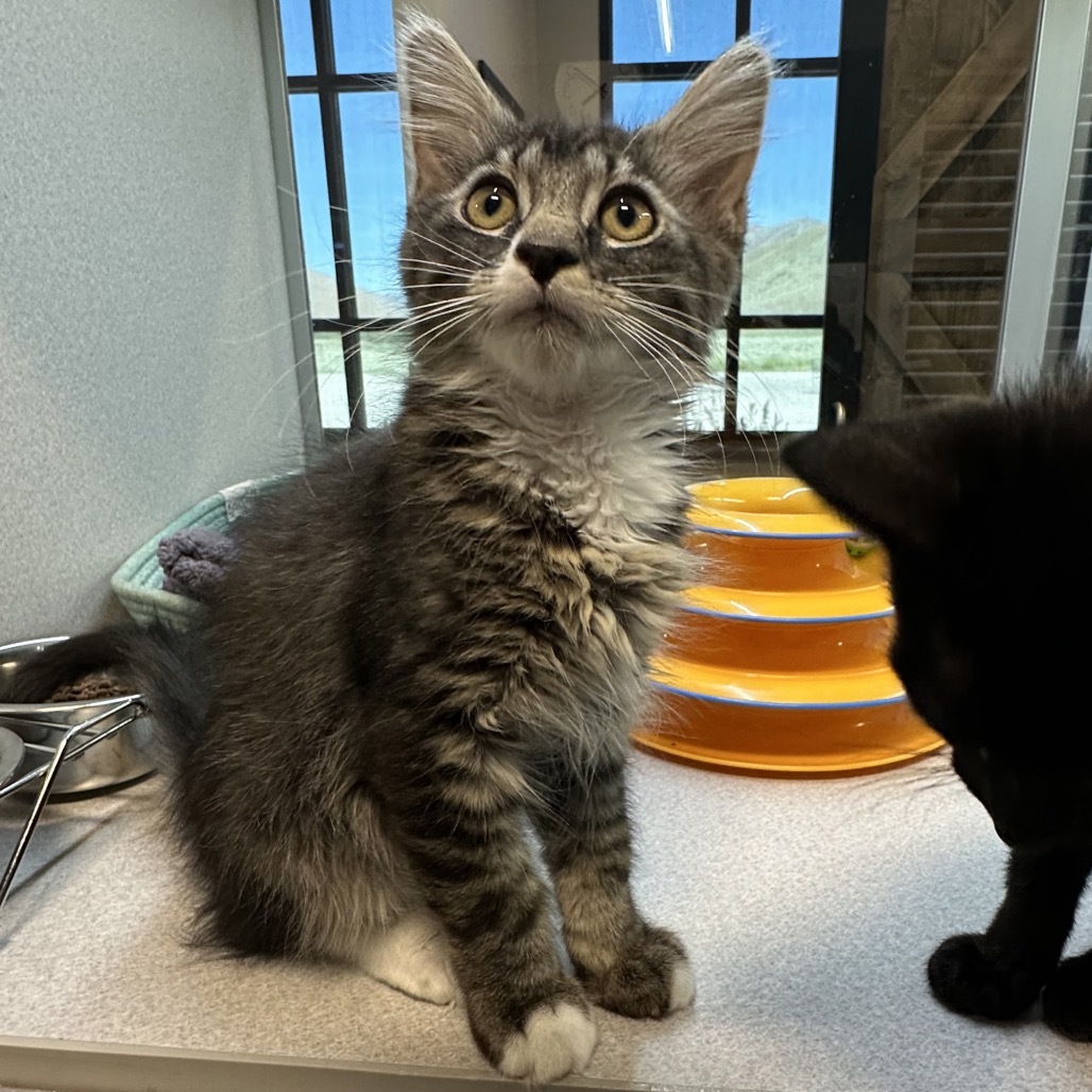 Roo, an adoptable Domestic Long Hair in Hailey, ID, 83333 | Photo Image 4