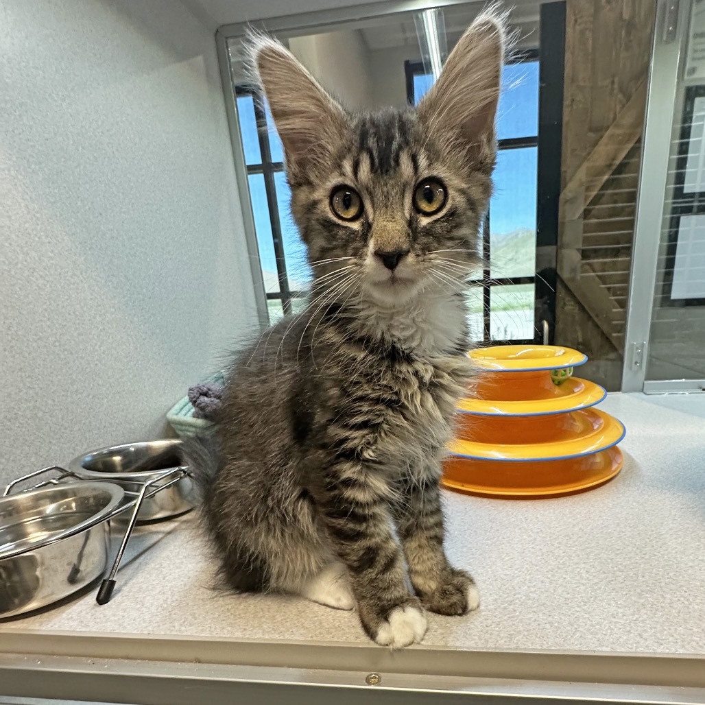 Roo, an adoptable Domestic Long Hair in Hailey, ID, 83333 | Photo Image 5