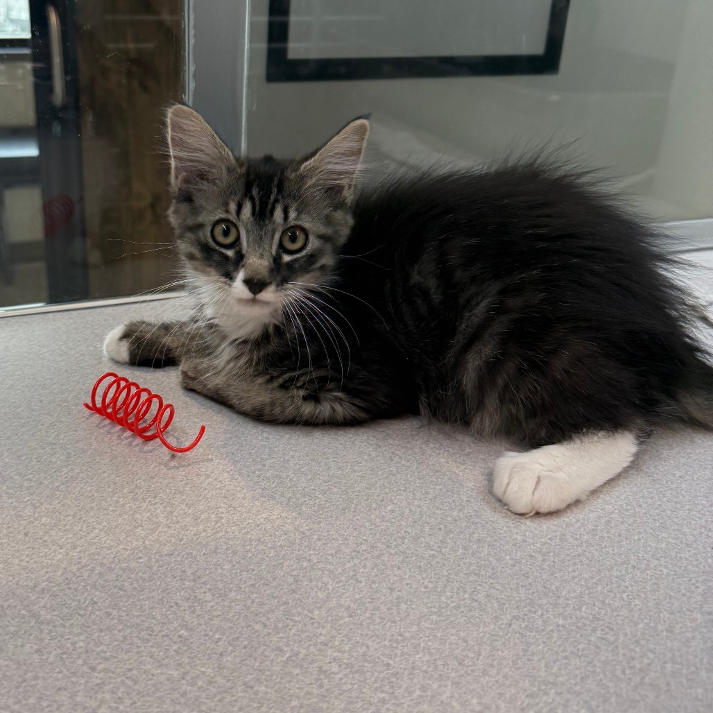 Roo, an adoptable Domestic Long Hair in Hailey, ID, 83333 | Photo Image 6