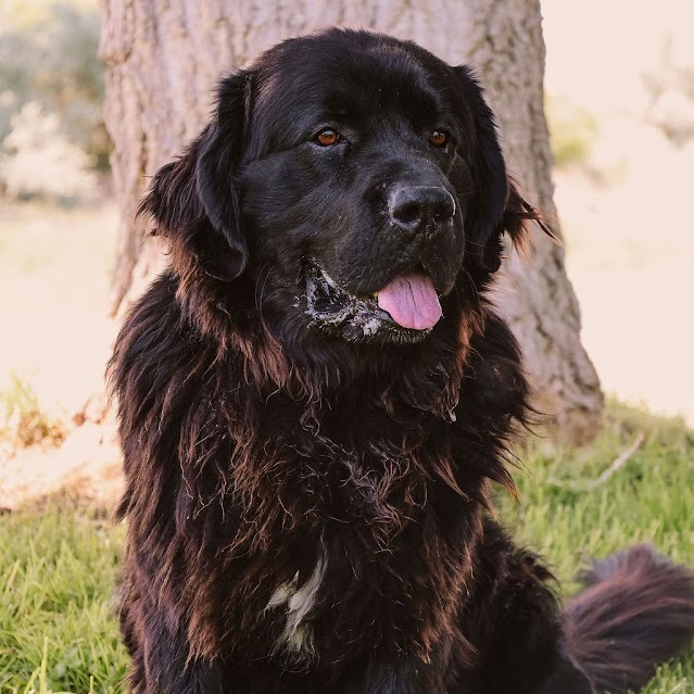Handsome, an adoptable Mixed Breed in Hailey, ID, 83333 | Photo Image 1