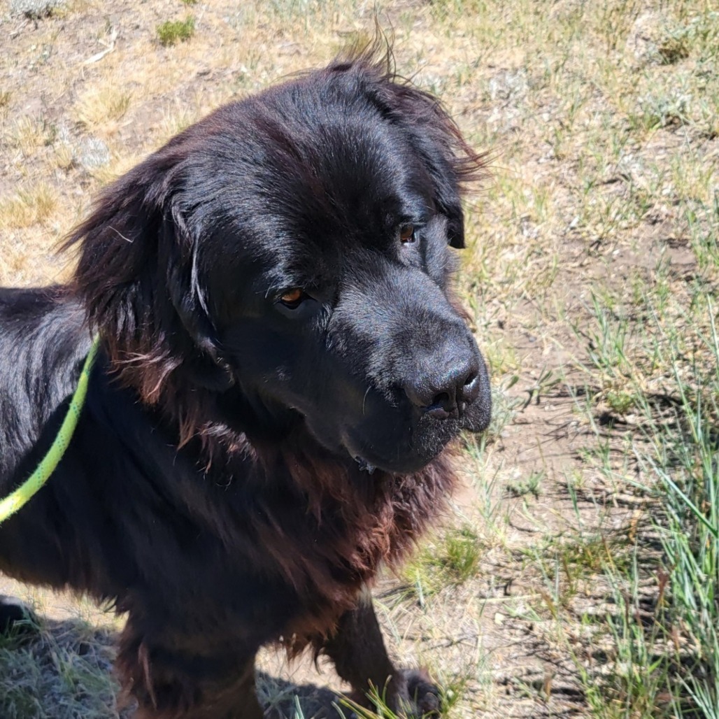 Handsome, an adoptable Mixed Breed in Hailey, ID, 83333 | Photo Image 3