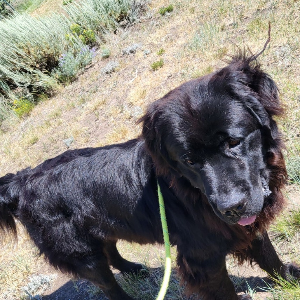 Handsome, an adoptable Mixed Breed in Hailey, ID, 83333 | Photo Image 4