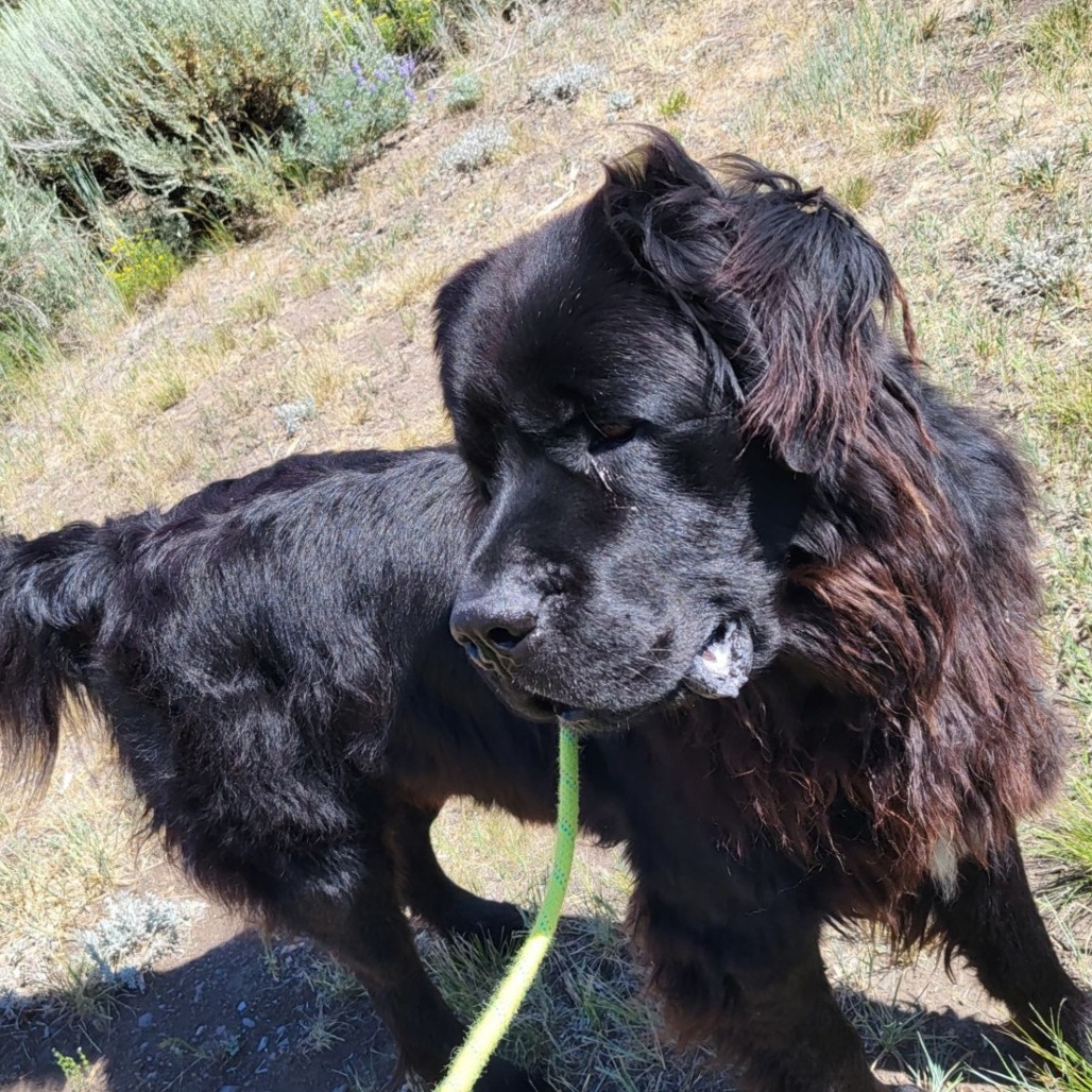 Handsome, an adoptable Mixed Breed in Hailey, ID, 83333 | Photo Image 5